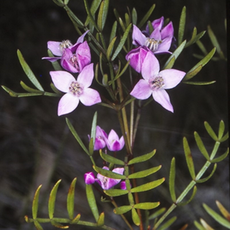 Boronia thujona