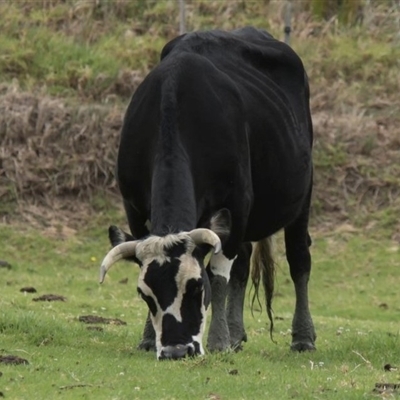 Bos taurus