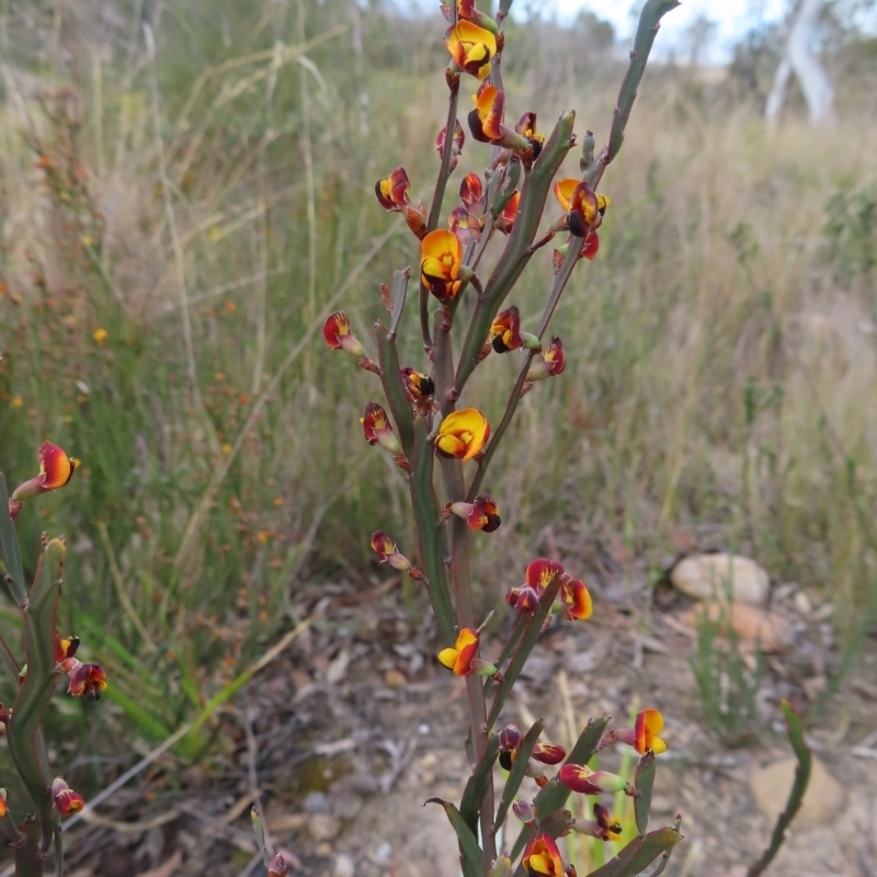 Bossiaea bombayensis