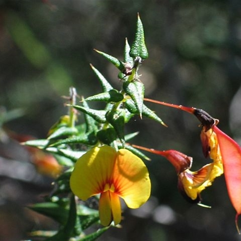 Bossiaea cordifolia