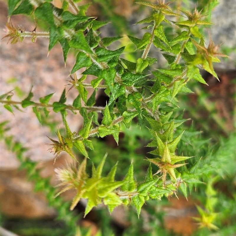 Bossiaea cordifolia