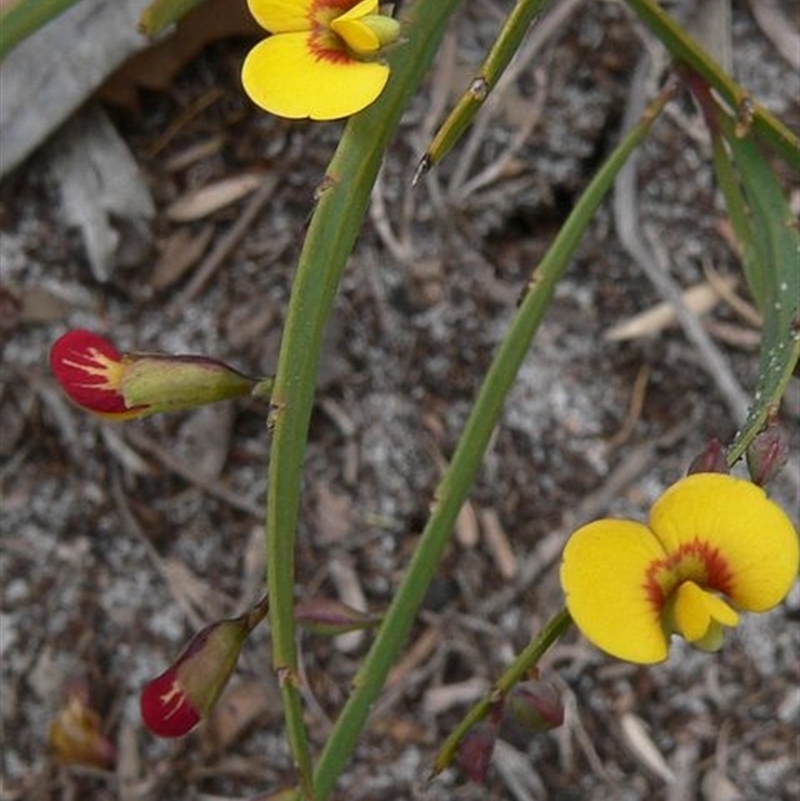 Bossiaea ensata