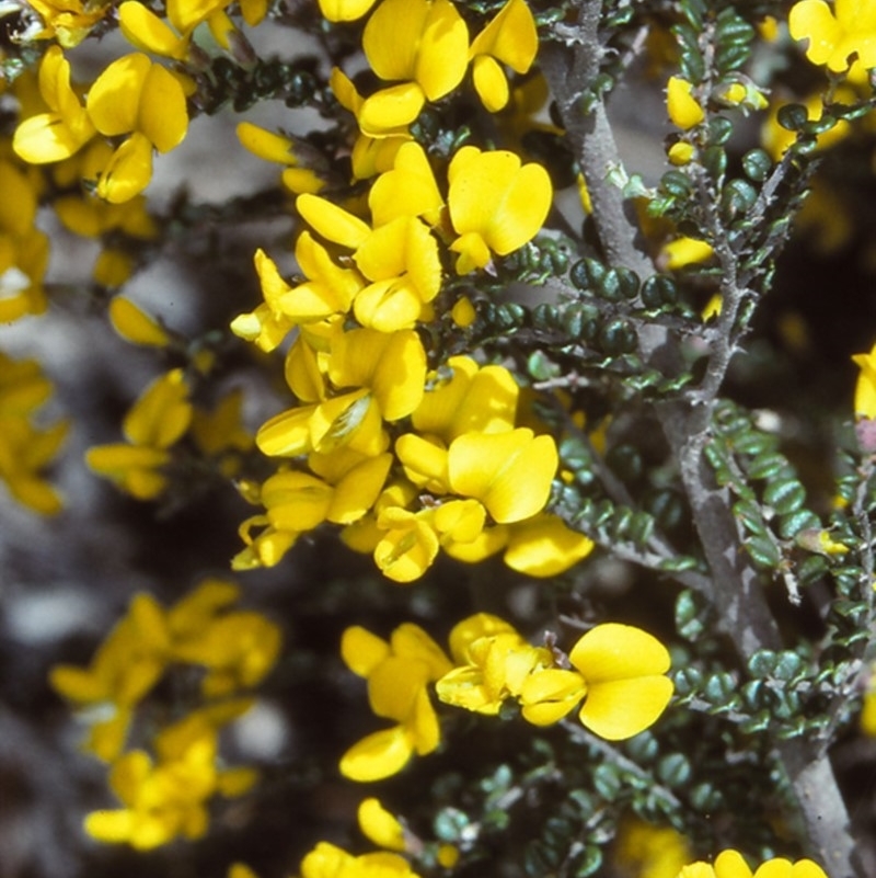 Bossiaea foliosa