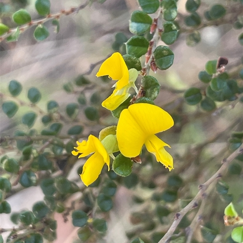 Bossiaea foliosa