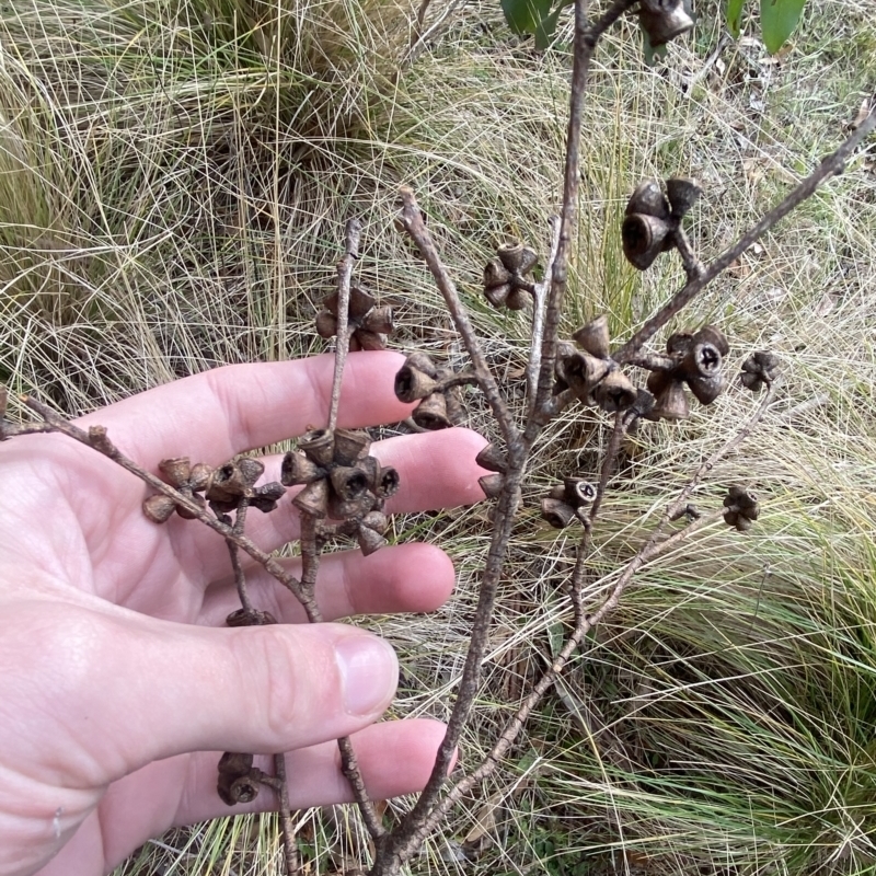 Eucalyptus ovata subsp. ovata