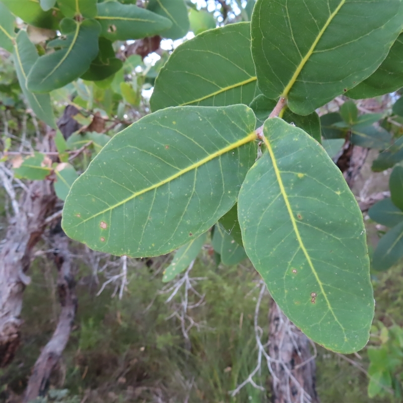 Angophora hispida