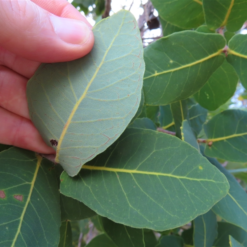 Angophora hispida