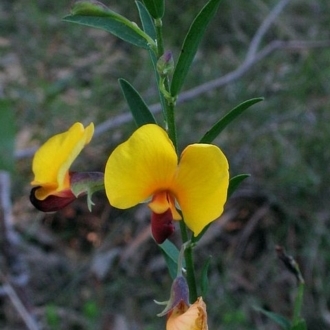 Bossiaea heterophylla