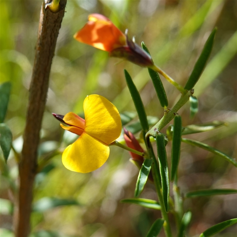 Bossiaea heterophylla