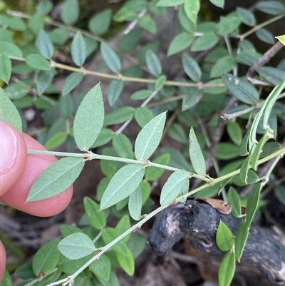 Bossiaea kiamensis