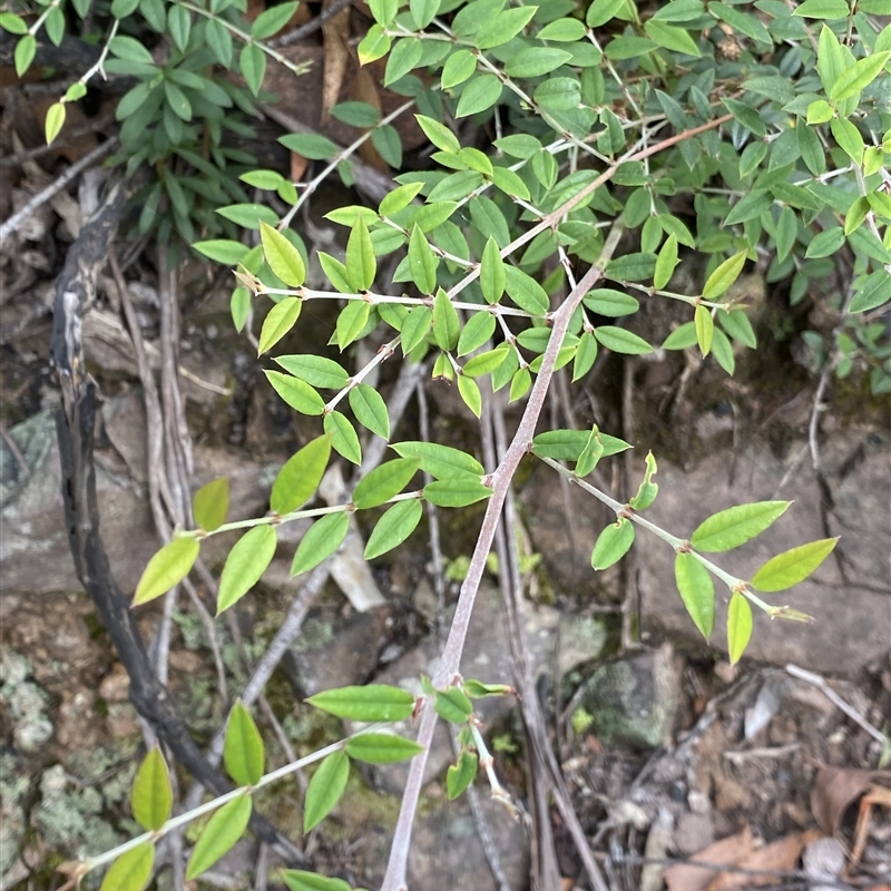 Bossiaea kiamensis