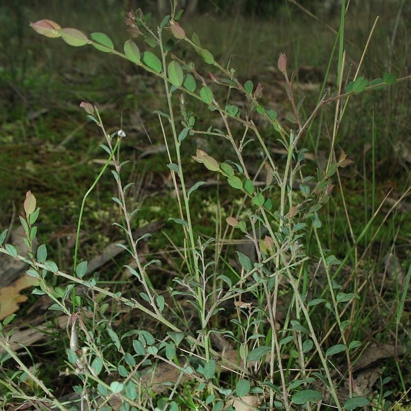 Bossiaea nummularia