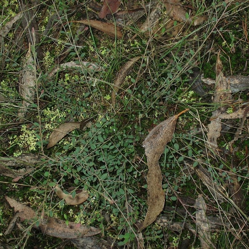 Bossiaea nummularia