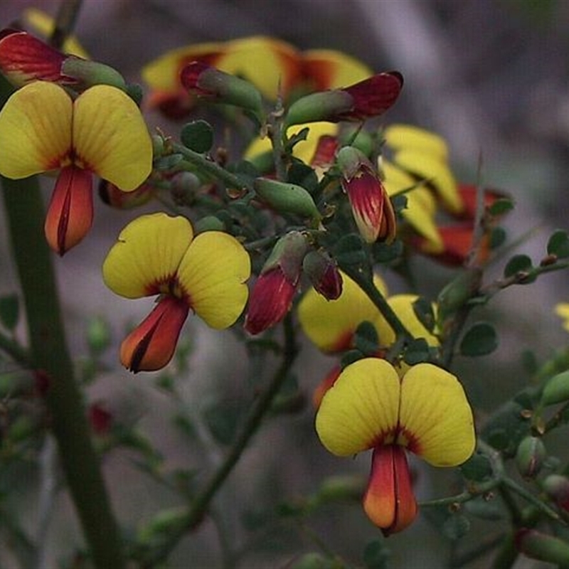 Bossiaea obcordata