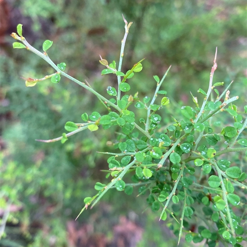 Bossiaea obcordata