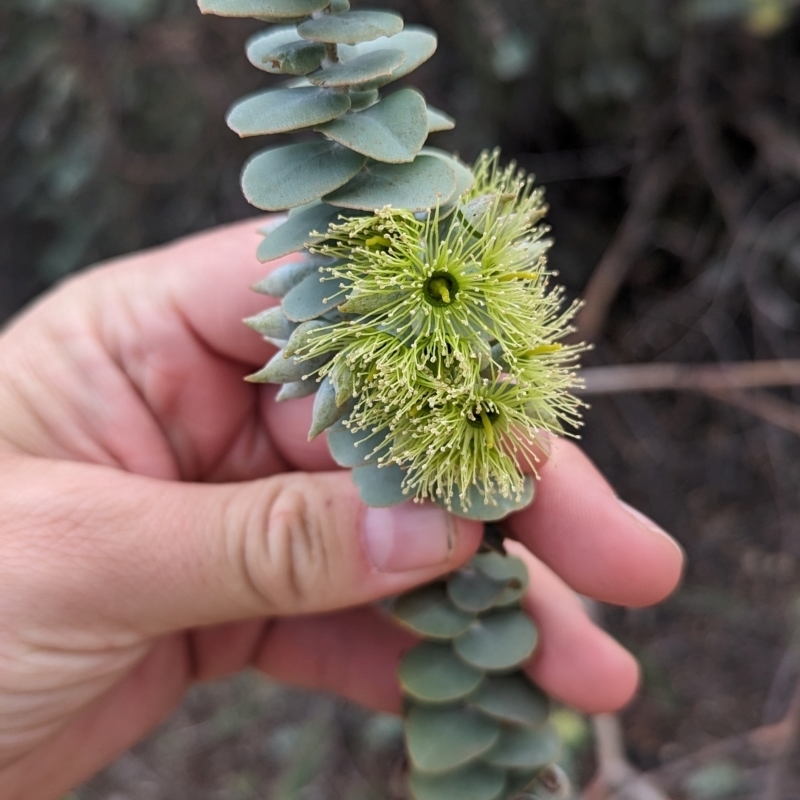 Eucalyptus kruseana