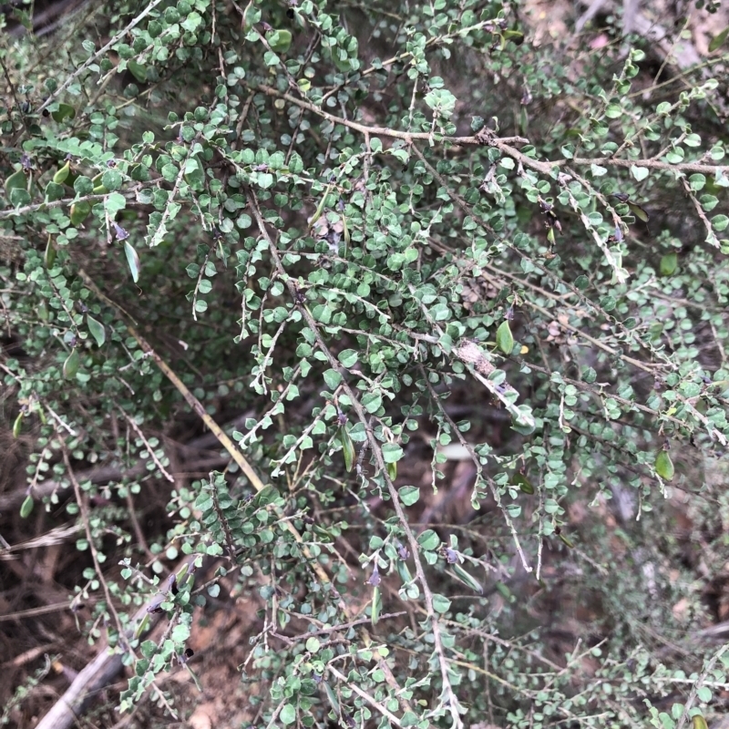 Bossiaea oligosperma