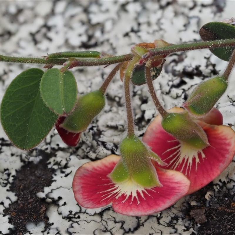 Bossiaea prostrata