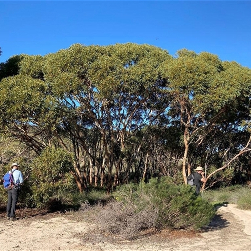 Eucalyptus leprophloia