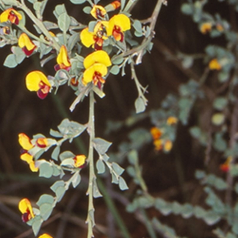 Bossiaea rhombifolia