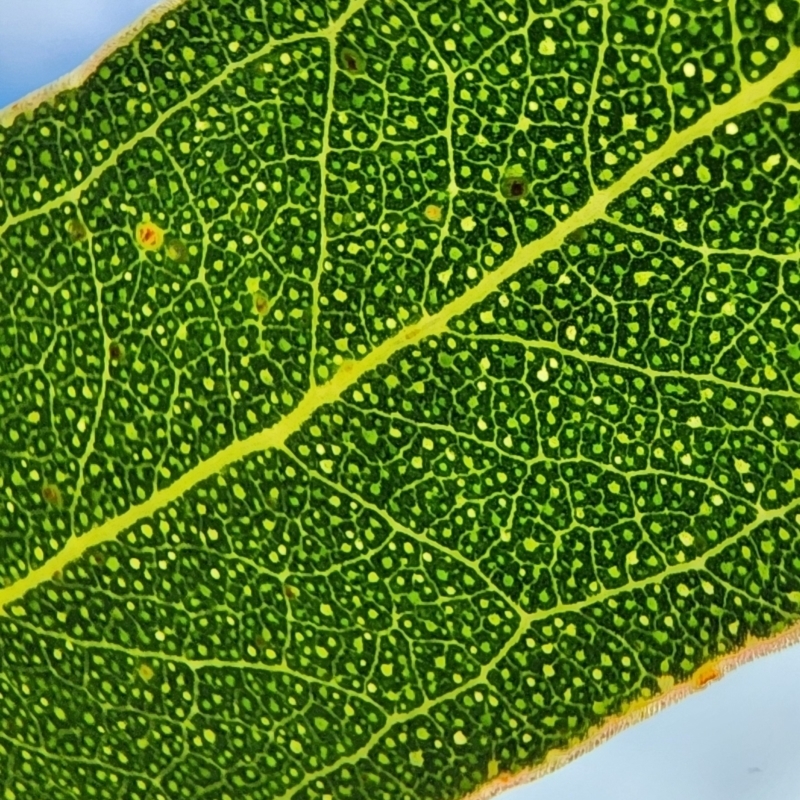 Eucalyptus petiolaris