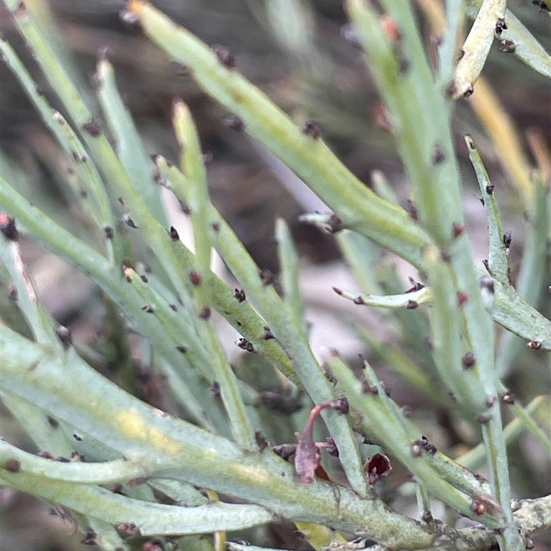 Bossiaea riparia