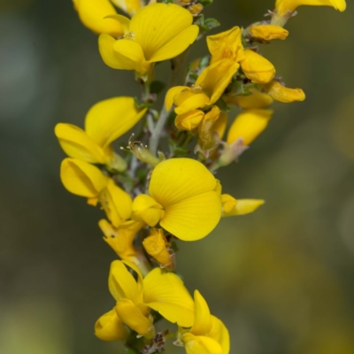 Bossiaea sericea