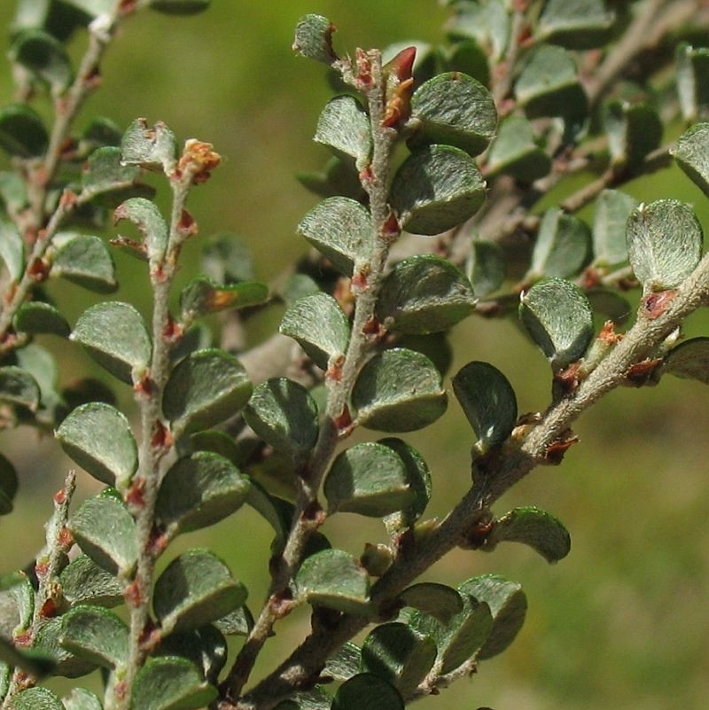 Bossiaea sericea