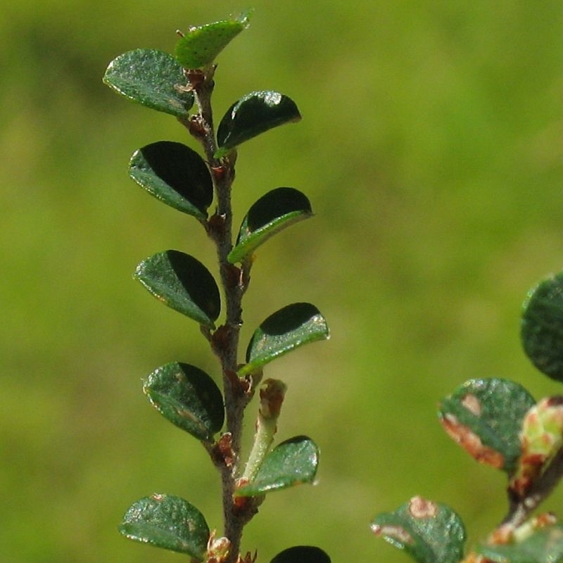 Bossiaea sericea