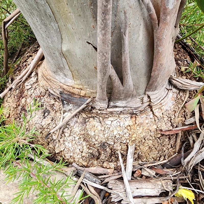 Eucalyptus luehmanniana