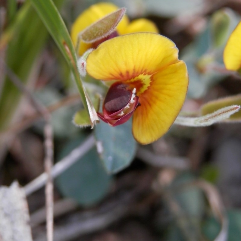 Bossiaea sp.