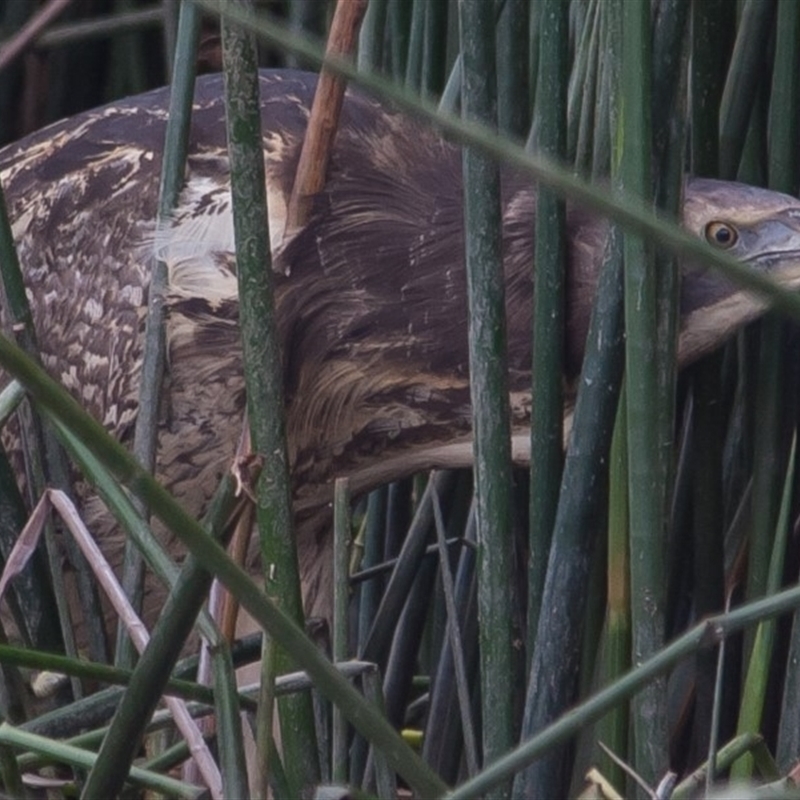 Botaurus poiciloptilus