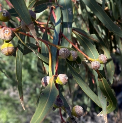 Eucalyptus morrisii