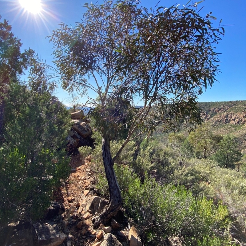 Eucalyptus morrisii