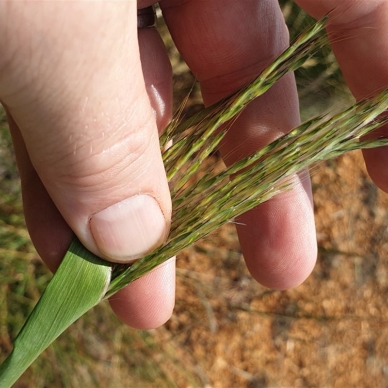 Bothriochloa biloba