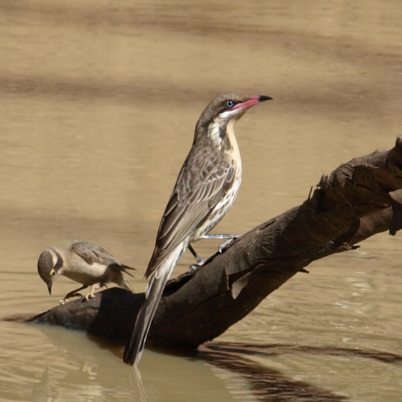 Acanthagenys rufogularis