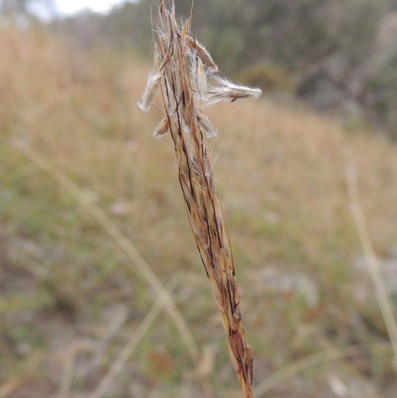 Bothriochloa macra