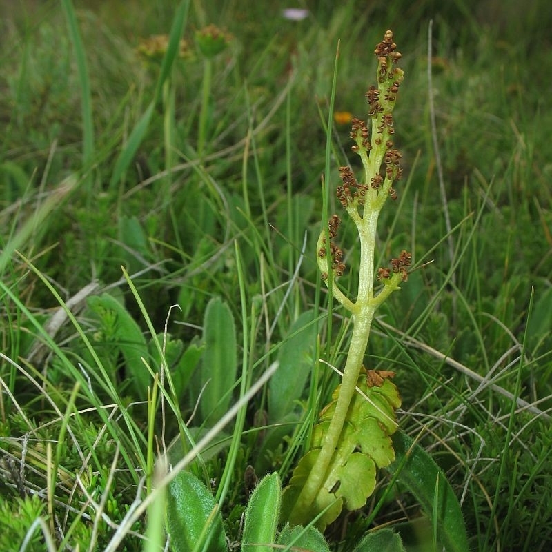 Botrychium lunaria