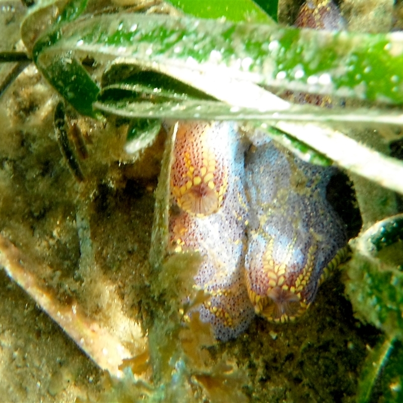 Botrylloides anceps