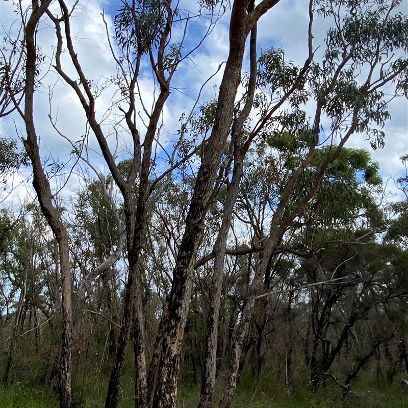 Eucalyptus planchoniana