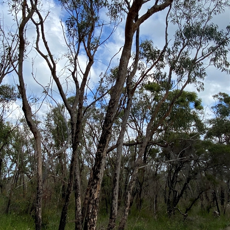 Eucalyptus planchoniana