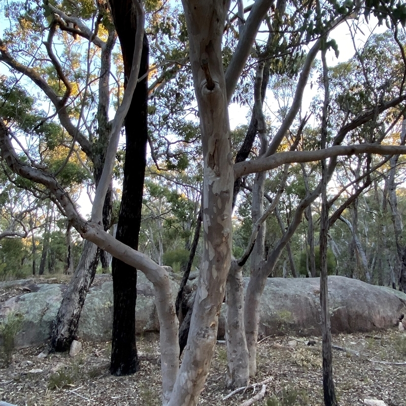 Eucalyptus prava