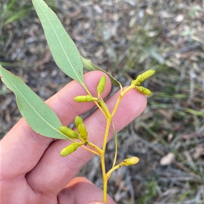 Eucalyptus prava