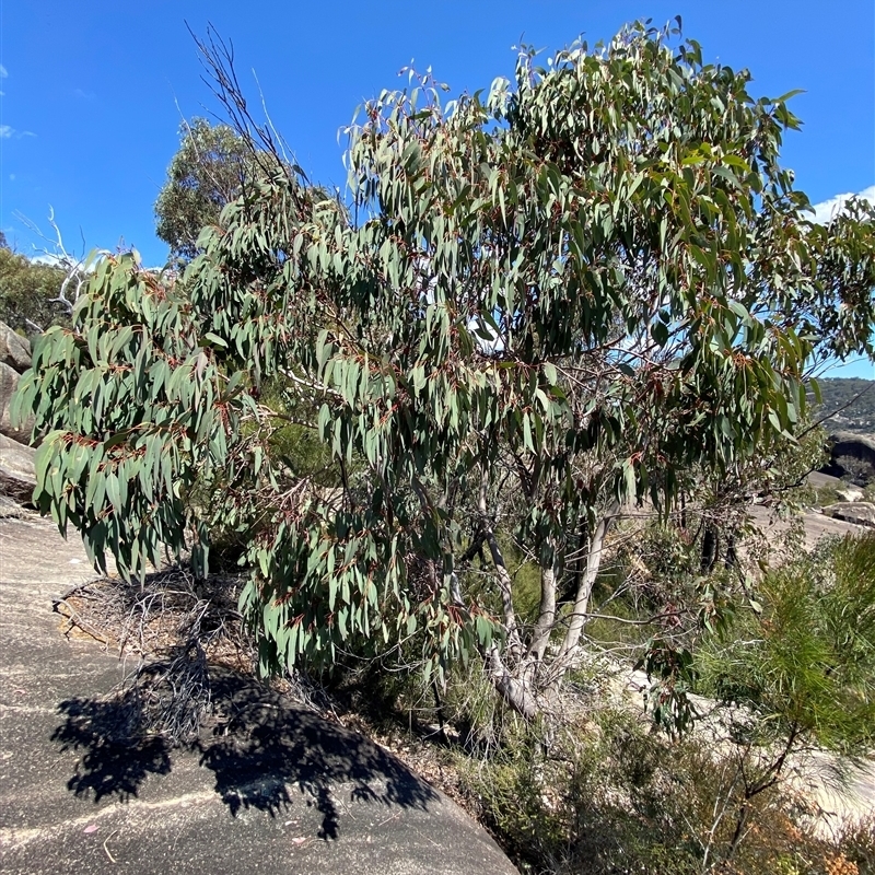 Eucalyptus prava