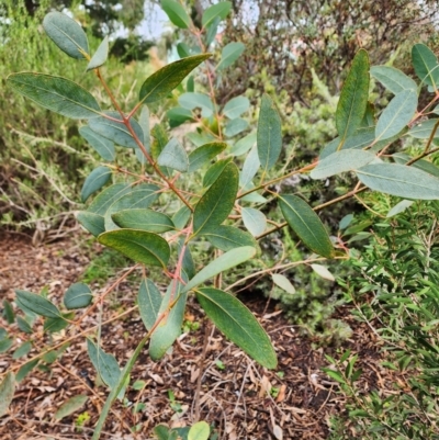 Eucalyptus preissiana