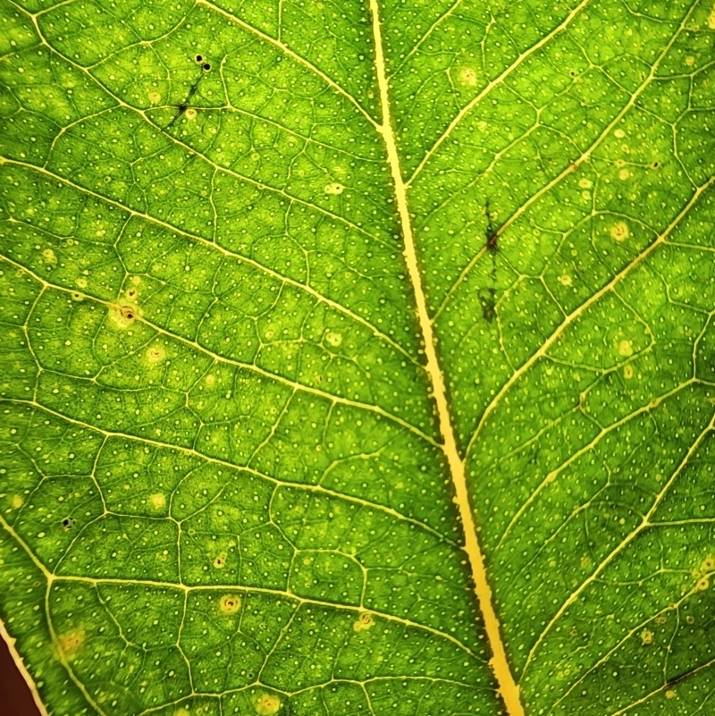 Eucalyptus preissiana