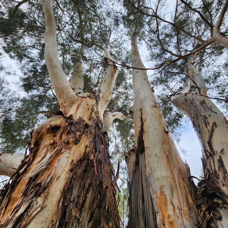 Eucalyptus scoparia