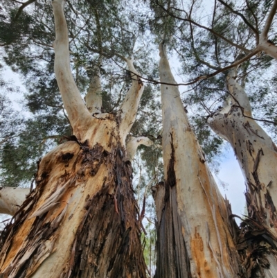 Eucalyptus scoparia