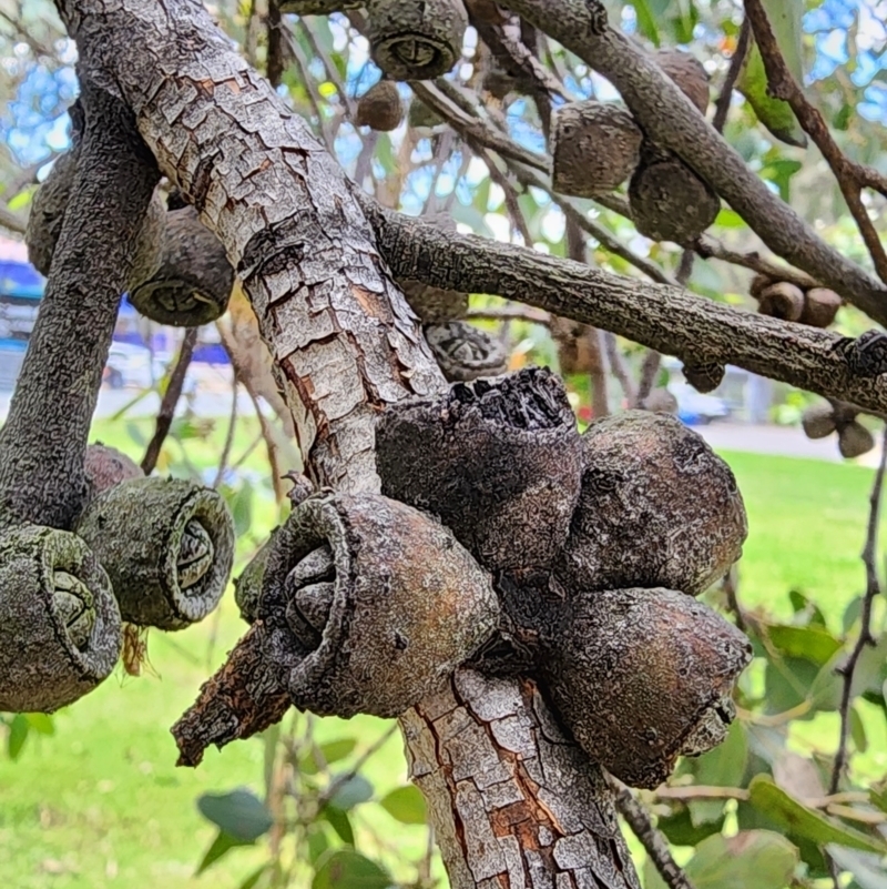 Eucalyptus serraensis