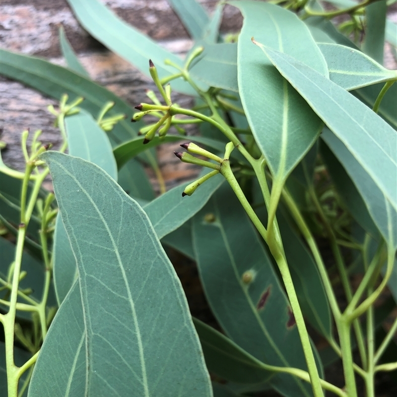 Eucalyptus tetrapleura